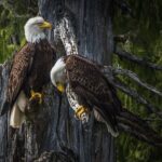 「ハクトウワシが退屈なときは何をしてる？」→木の上でこんな行動をしていた