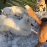 灼熱のアリゾナ州で…犬たちに大量の氷を与えてみた（動画）