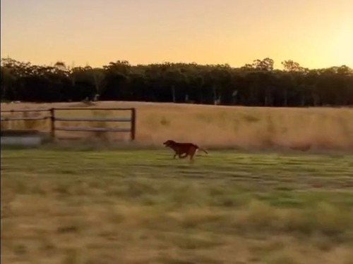 「オーストラリアの牧畜犬が車と並走すると…弾丸のように速い」