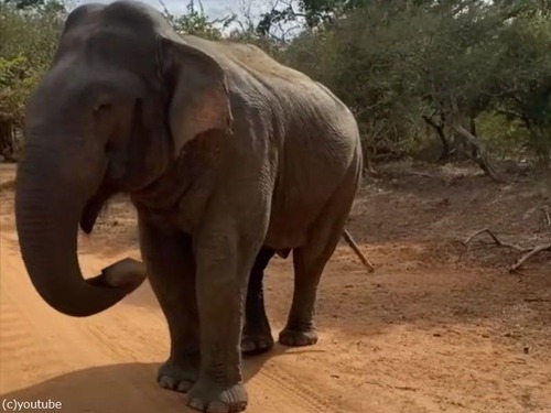 「ああ、サファリパークのゾウの前にスマホを落としちゃった…」→味見をされる（動画）