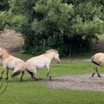 2匹の馬が尻相撲で対決…豊満なお尻をぶつけ合う（動画）