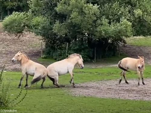 2匹の馬が尻相撲で対決…豊満なお尻をぶつけ合う（動画）