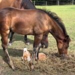 生後6か月のコーギーと生後3か月の子馬は…いつも一緒にいる仲良し（動画）