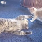 2匹でプロレスごっこ…子猫の扱いがとても上手なお兄ちゃん猫（動画）