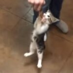 「すごいパワーだ…」手羽先を離さない子猫（動画）