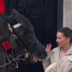 イギリス近衛騎士の馬は「人間を見て対応を変えている！」ほほ笑ましい行動