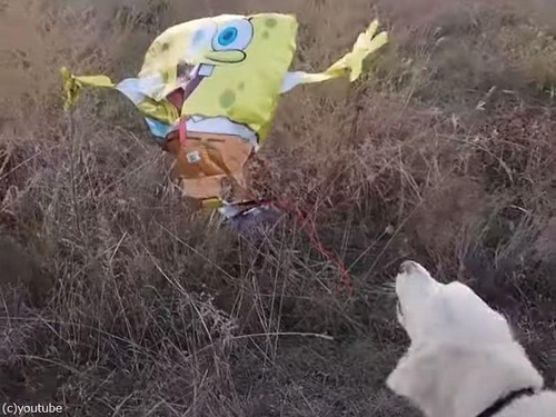 犬が草むらの不審な物体に吠える…スポンジ・ボブの風船だった（動画）