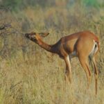 カモシカにもキリンにも似たアフリカの動物「ジェレヌク」は…立ち姿がユニーク