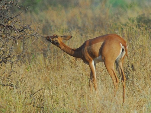 カモシカにもキリンにも似たアフリカの動物「ジェレヌク」は…立ち姿がユニーク