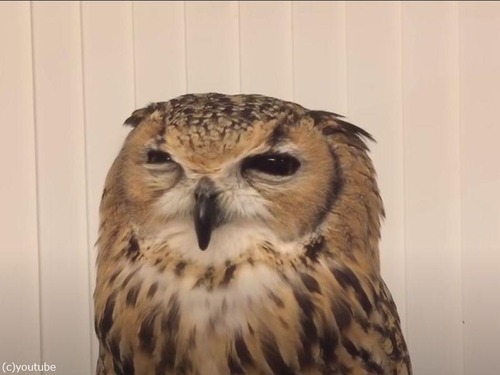 カワイイ「へっぷし！」フクロウだってクシャミをするんだ…（動画）