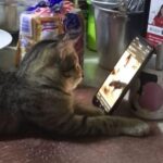 スマホで動画を見るのが好きな猫…操作までマスターする（動画）