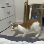 驚いた猫が飼い主を驚かせる（動画）