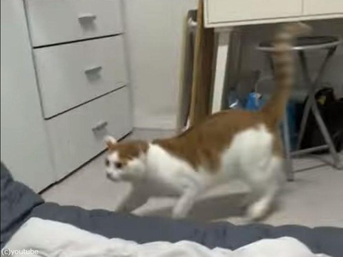 驚いた猫が飼い主を驚かせる（動画）