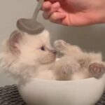 「お椀＋子猫」＝食べちゃいたいくらいカワイイ（動画）