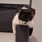 飼い主の期待を超える猫…おかしなポーズを取ってくれた（動画）