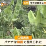 中央分離帯に無断でバナナ植えられた案件逆ビッグモーター事案と呼ばれる