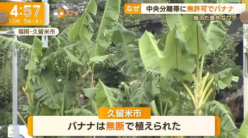 中央分離帯に無断でバナナ植えられた案件逆ビッグモーター事案と呼ばれる