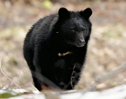 【富山】クマ　ついに玄関を破壊し住宅に侵入し人間を襲撃開始