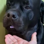 キャンディを盗んだ犬…口の中に隠して乗り切ろうとする（動画）