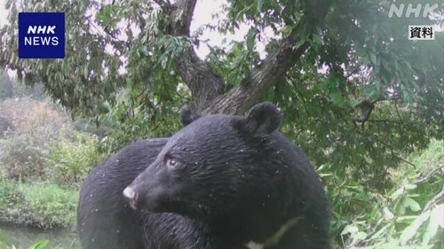 【新潟】クマ駆除に苦情電話が殺到「武器を使うのは卑怯だ」「素手で対応しろ」←もうこれクマが電話してるだろと話題に