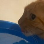 「うちの猫は水の飲み方がわからないみたい…」なぜか空振りし続ける（動画）