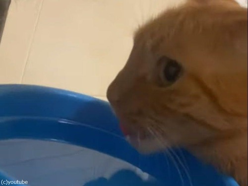 「うちの猫は水の飲み方がわからないみたい…」なぜか空振りし続ける（動画）