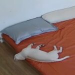 ベッドで眠りこけて頭から落ちる犬…でも着地が美しい（動画）