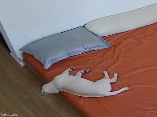 ベッドで眠りこけて頭から落ちる犬…でも着地が美しい（動画）