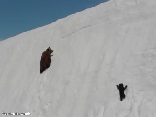 雪の斜面を登るクマの母子…赤ちゃんグマは何度もすべり落ちてしまうけど懸命に上を目指す