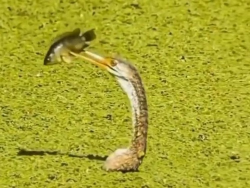 「どんな状況でも、あきらめてはいけないと学んだ…」魚と水鳥のアクロバティックな攻防