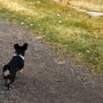 小さな犬が鹿を勇ましく追い立てたと思ったら…あわてて逃げ出す（動画）