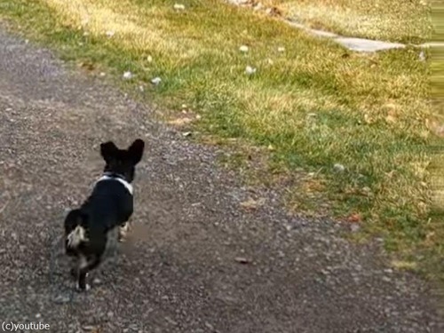 小さな犬が鹿を勇ましく追い立てたと思ったら…あわてて逃げ出す（動画）