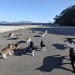 猫島行ってきた