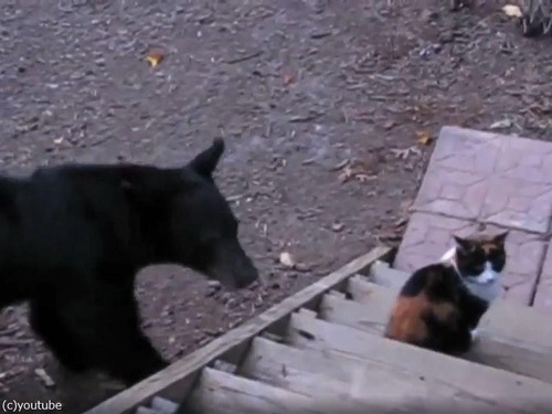 「玄関先でうちの三毛猫がクマを撃退してた…」勇敢なのか無謀なのか混乱するとき