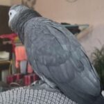 「ゲフン、ゲフン」せきをする声を真似するインコ…すごく苦しそうだけど元気（動画）