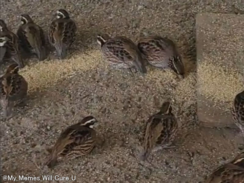 鳥小屋に入ったら映画「マトリックス」のような気分になった…鳥たちが一斉に不思議な行動をする