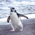 ヒゲペンギンの睡眠　過酷すぎるwwwwwww