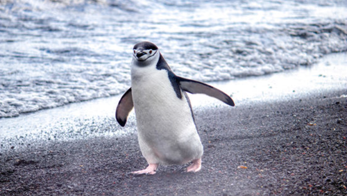 ヒゲペンギンの睡眠　過酷すぎるwwwwwww