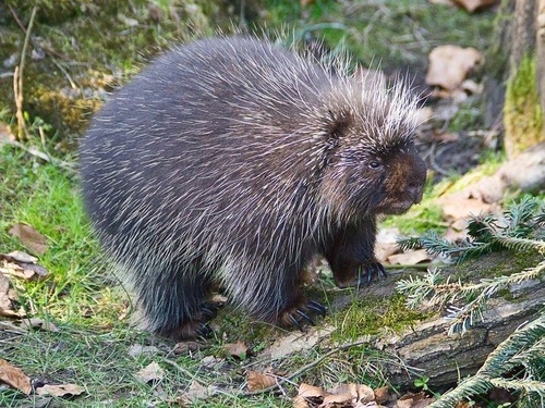 ヤマアラシの食事のしかたは…思いのほか上品だった