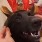 「いったい何匹いるの!?」クリスマスになった犬たち