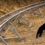 「2倍のスリル！」ジェットコースターでクマに遭遇する（動画）