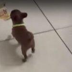 子犬の大泥棒…お札をくわえて逃げ出す（動画）