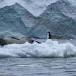 ペンギンが氷の上に跳び乗ったら目の前に天敵のアザラシ…めちゃくちゃ素早いUターン