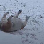 肉付きの良いブルドッグ…背中で雪の斜面をすべり降りる（動画）