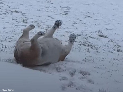 肉付きの良いブルドッグ…背中で雪の斜面をすべり降りる（動画）