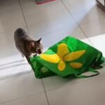 バックに潜んだ猫が…別の猫をめちゃくちゃ驚かせる（動画）