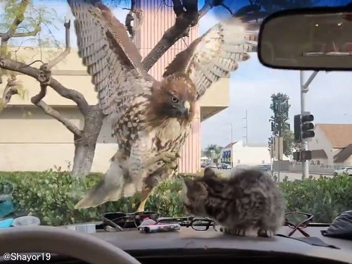 子猫に襲いかかる鷹…車のフロントがガラス越しでもドキドキする構図