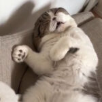 寝顔を見られたことに気付いた猫「寝てないよ!?」→かしこまったポーズを取る