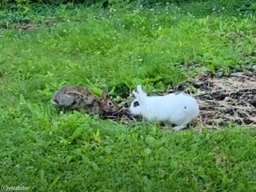 ペットのウサギと野生のウサギが出会ったら…仲良く遊び始めた（動画）