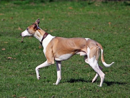 最速クラスの犬にハムスターのような回し車を用意すると…こんなにダイナミック